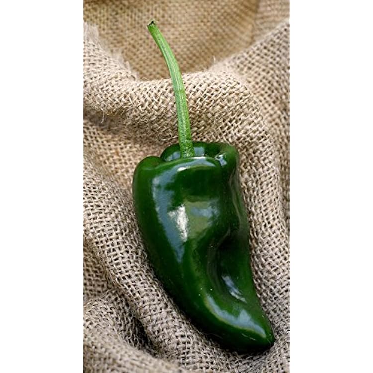 Premium Poblano Ancho Chile Mexico Heirloom Pepper Barbados Ubuy
