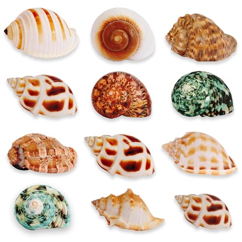 12PCS Natural Hermit Crabs Shell Sea Conch 1.6-4.3 Large Sizes 9 Types Seashells Turbo for Hermit Crabs Natural Shells Hut for Fish Tank Decor Hide Reptile Hideouts Crustaceans Terrarium Decoration