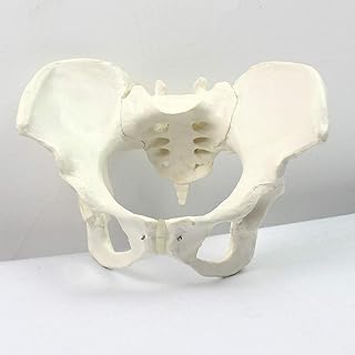 Adult Female Pelvic Anatomical Model- Human Bone Model Model Female Pelvis Model -PVC Human Pelvic Anatomical Model -for Medical Educational Training Aid,Gynecology Study