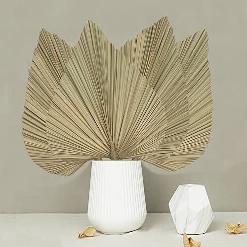4PCS Dried Palm Leaves
