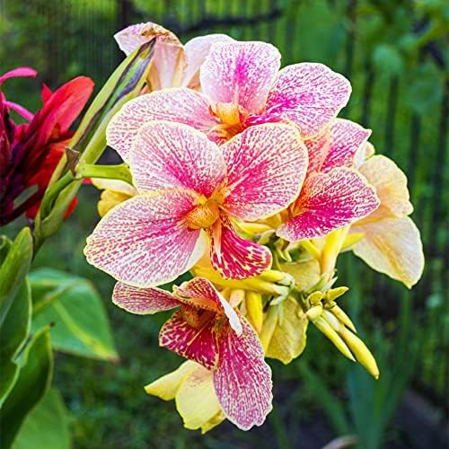Riesen Canna Musafolia (Bananen Canna) Blumenrohr Rhizom Blumenzwiebeln