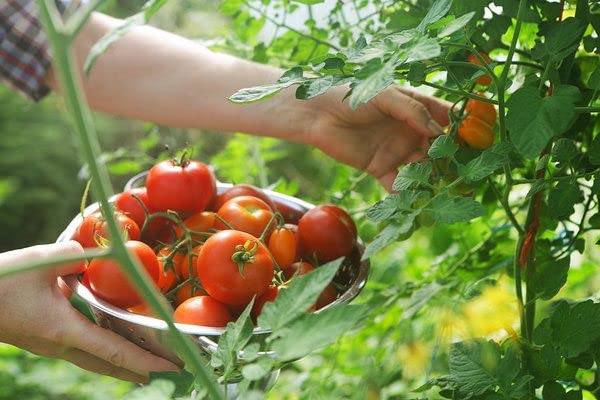 Veryhom F1 Hybrid Tomato Seeds - Tamaatar Seeds (100 Seeds) for Bountiful Harvests