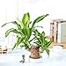 Brazilian Wood Plant,Brazilian Lucky Wood Plant for Home Office Desktop