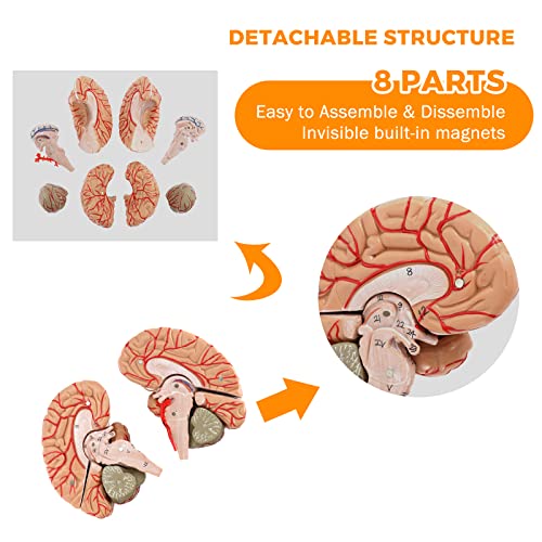 WICHEMI Human Brain Model - 8-Part Life Size Anatomical Model with Color-Coded Artery, Display Base for Science Classroom Study & Display by WICHEMI - Image 3