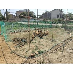 Rete per pollo, 1,5 m x 25 m, rete ...