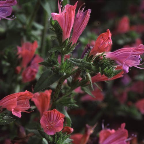 Plant World Seeds - Echium Tuberculatum Seeds (Perennial Flower Seeds)