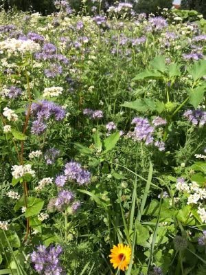 Bienenweide Schmetterlingsweide Mischung Hummelwiese Honigpflanzen Insekten (30 KG)