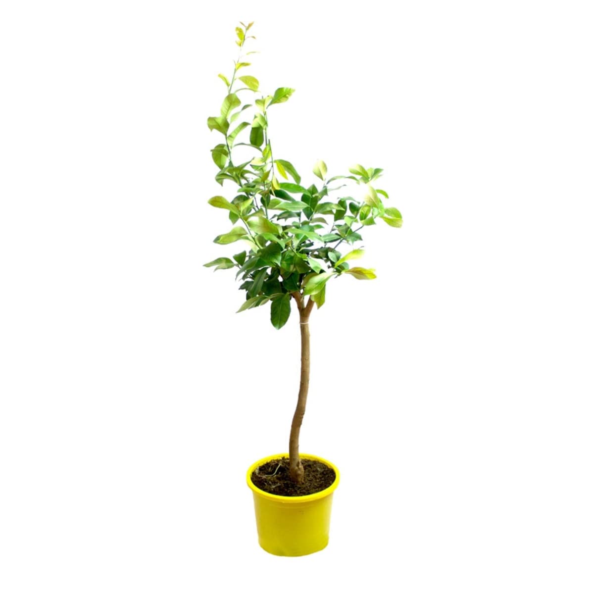 Verdecora Pack Limonero y Naranjo | Plantas naturales de exterior | Árboles frutales en maceta de 5L | Para plantar en huerto o jardín