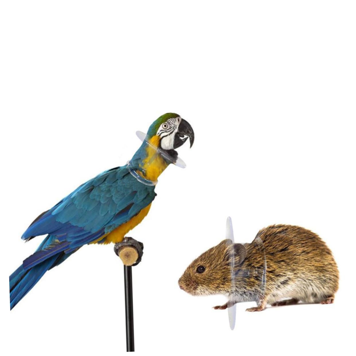 Yardwe 3pezzi Collare per per Pappagalli Antipulci per Macaw per Limitare del e Prevenire Plucking