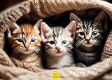 Edition Seidel Premium Kalender Die Welt der Katzen 2024 DIN A3 Wandkalender Katzenkalender Katze Katzenkinder süße Kätzchen Tiere Haustiere Natur