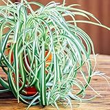 Curly Spider Plants Live Houseplants in 4' Pot, Airplane Live Plants Indoor Outdoor Decor and Planting