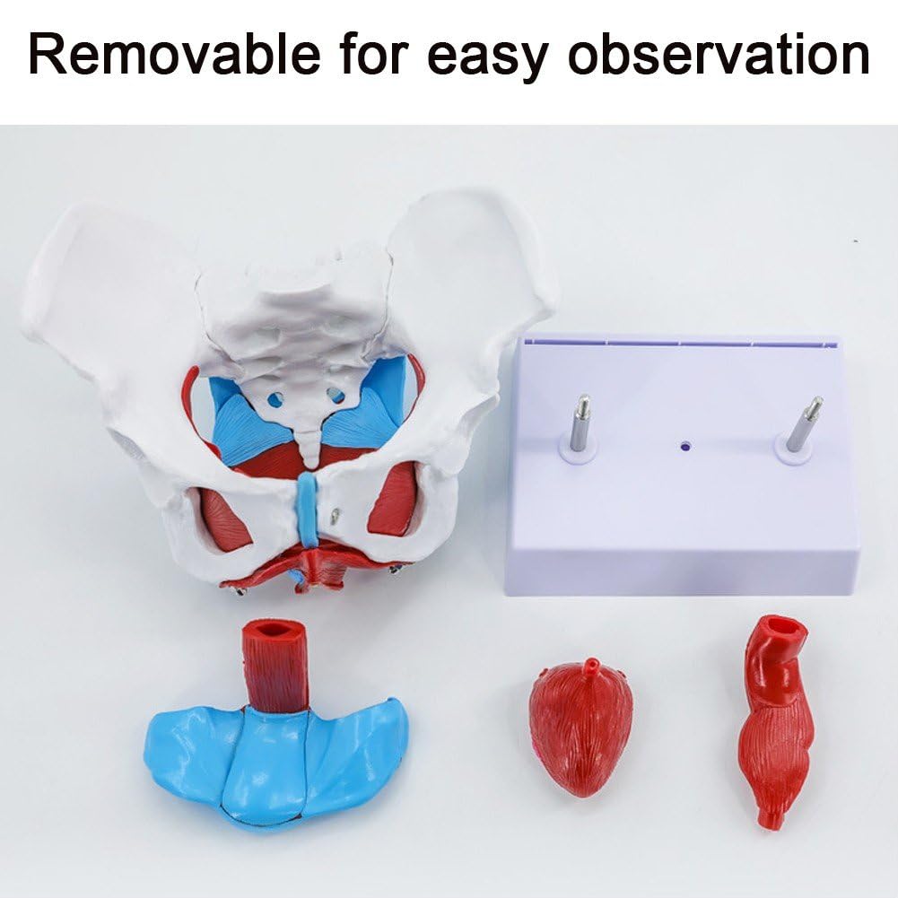 Modelo De Pelvis Femenina, Modelo De Anatomía De Pelvis Femenina Esqueleto Humano Ciencia Médica Equipo Educativo Anatomía Suministros De Medicina