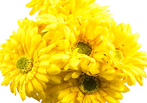 CraftMore Yellow Colored Gerbera Daisy Stems 14 Inch Set of 12
