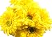 CraftMore Yellow Colored Gerbera Daisy Stems 14 Inch Set of 12
