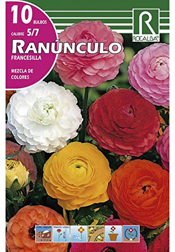 RANUNCULO FRANCESILLA MEZCLA DE COLORES - 10 BULBOS