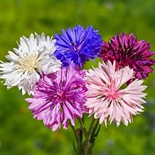 Mix Cornflower Seeds for Planting, 3025+pcs Perennial Dwarf Cornflower Bachelor Button Flower Seeds, Heirloom Non-GMO Open Pollinated Hummingbird Pollinate Wildflowers for Home Garden Outdoors