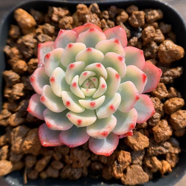 エケベリア　引退品詰め合わせ むらさき園さんで買った多肉！エケベリアの紅葉備忘録 | みどり