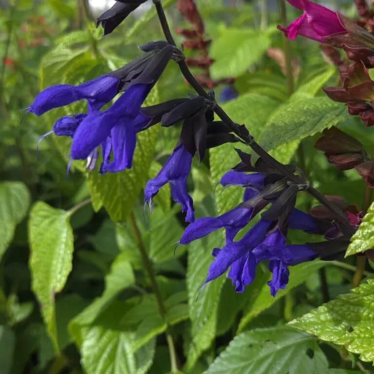 Salvia guaranitica ‘Carines Amazing Blue’- Ready to Plant Out- Comes Back Every Year (Hardy) - Flowers from Summer to Autumn- Loved by Bees (Middleton Nurseries) (P9(9cm Pot)) (1 Litre(13cm Pot))