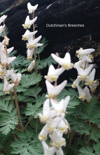 Dutchman's Breeches: Journal (Wildflowers)
