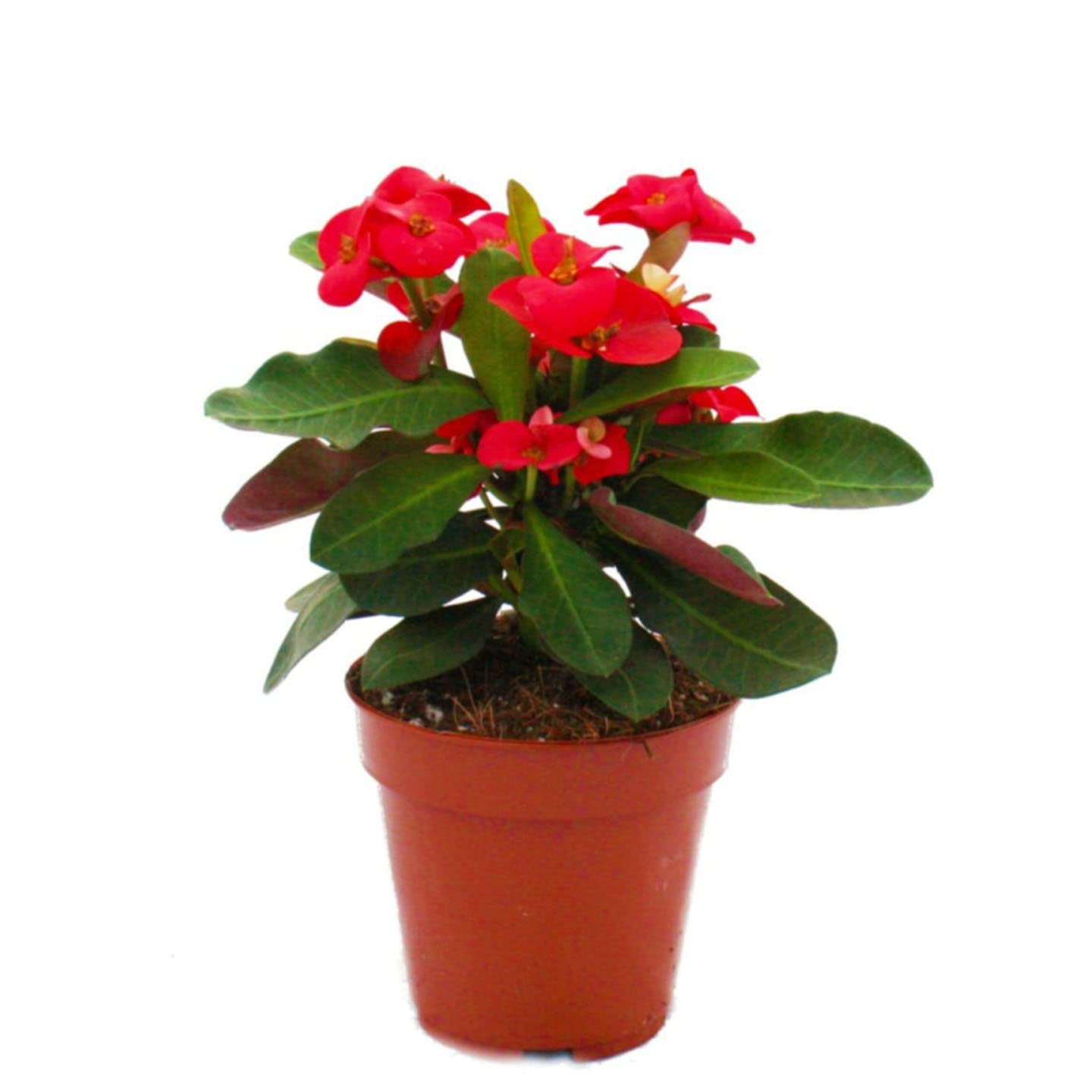 Go4plants Euphorbia rare live red flower Plant with pot (B0B2F1NF5S) Amazon Price History, Amazon Price Tracker