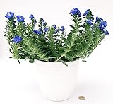 POWERS TO FLOWERS