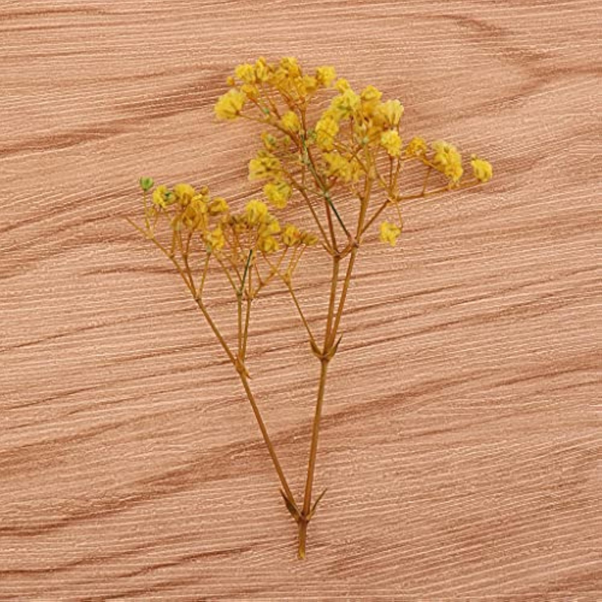 Pressed Leaves Natural Dried Flowers for Scrapbooking