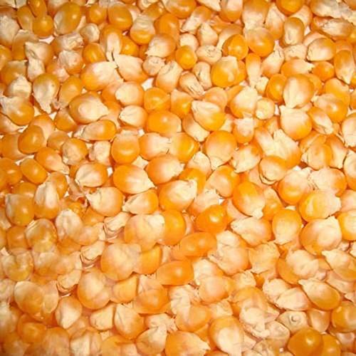 See full amazon price history chart for Organic Cholam / Corn - 2kg by Zone Marketing Organic Cholam / Corn - 2kg by Zone Marketing (B08KMZ93FF) Amazon Price History, Amazon Price Tracker