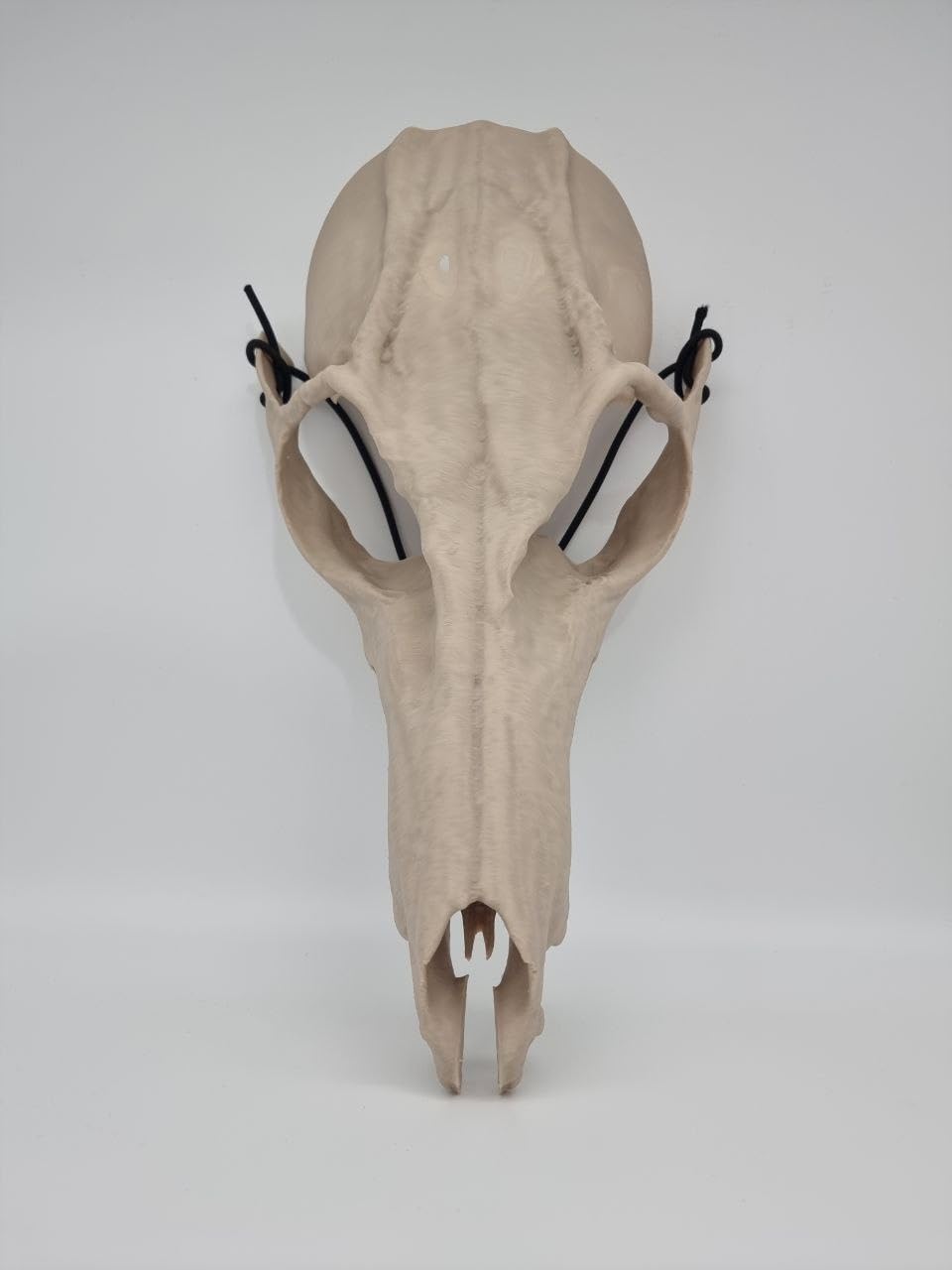 Wendigo skull mask, halloween, fancy dress, horror, skeleton, skull mask (Bone White, Small)