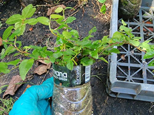 Creeping Fig, Ficus pumila 1 Plant in Plastic Container, Shipped in Box Creeping Fig, Ficus pumila 1 Plant in Plastic Container, Shipped in Box