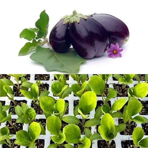 Pack de 6 Plantas Berenjena redonda negra para crear su huerto Urbano en terreno, jardín, macetas. Plantel de semillero. Plantas en cepellón de unos 10-15 cm