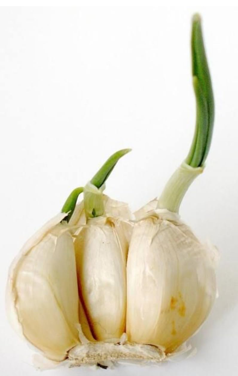 Antigerminatif phytorégulateur Pour pommes de terre, ail et oignon 500 ml. Inhibiteur systémique de germination pour pommes de terre, oignons et ail.