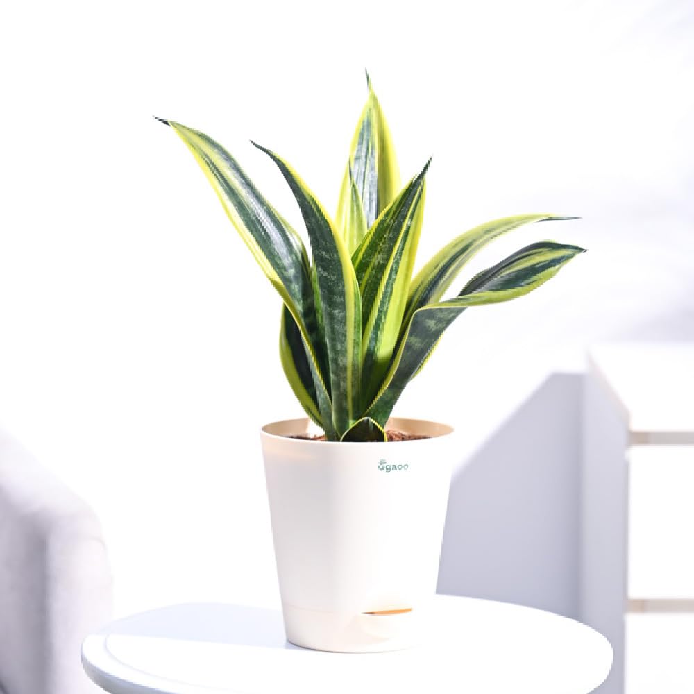 UGAOO Sansevieria Gold Flame Snake Succulent Live Plant with Pot - Medium-image-5