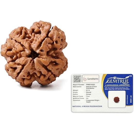 GEMSMANTRA 4 Mukhi Rudraksha Medium Size