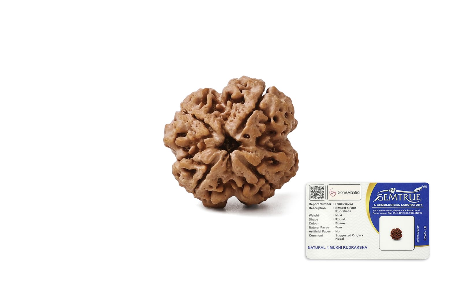 GEMSMANTRA 4 Mukhi Rudraksha Without Silver Pendant | Medium Size| Original Nepali | Natural and Lab Certified | Helps to Improve Wisdom and Spiritual Growth | Helps in Self-Expressing for Men & Women