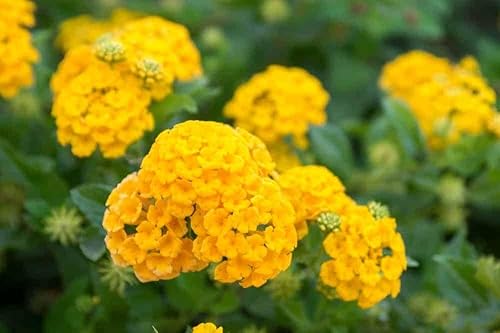 Miniatura 3 de 150 piezas Lantana Semillas de Flor Rojo Amarillo