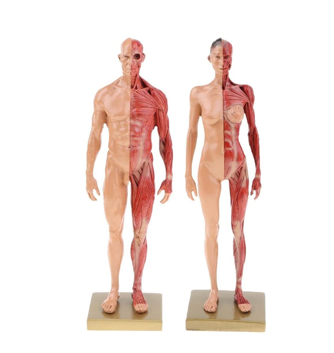 人体模型 AnatomyTools Female1:6Proportional figv2 AnatomyTools