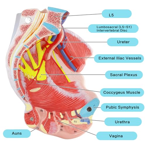 Image of Life Size Human Female Pelvis Model with Pelvic Floor Muscles, Vessels Nerves & Reproductive, 4 Parts Removable Organs, for the teaching of physiology and hygiene in the teaching of anatomy schools