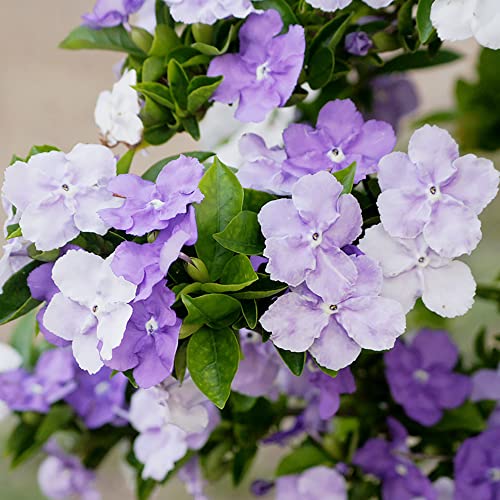 Brunfelsia Pauciflora Seeds Yesterday-Today-And Tomorrow Plant Perennial Deer Resistant Fragrant Evergreen Beds Screens Hedges Outdoor 5Pcs Shrub Seeds By Yegaol Garden #TOP1