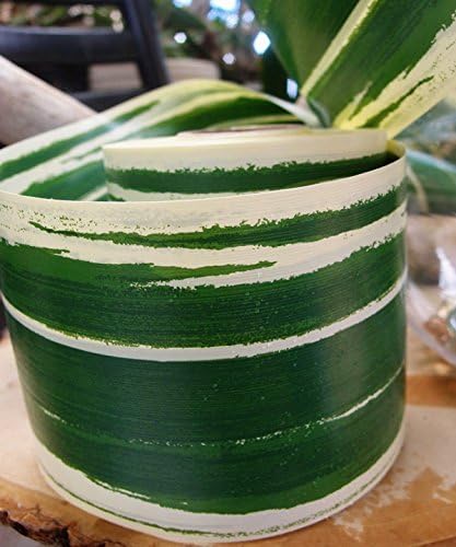 PoshNPretty 2" x 50Y Variegated Aspidistra Ti Leaf Floral Ribbon - Green/Ivory