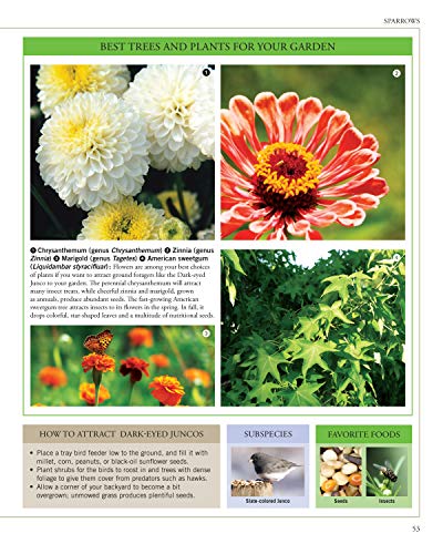 Garden Secrets for Attracting Birds, Second Edition: A Bird-by-Bird Guide to Favored Plants (Creative Homeowner) Turn Your Yard into a Pollinator Paradise for Hummingbirds, Sparrows, Finches, and More - Image 9