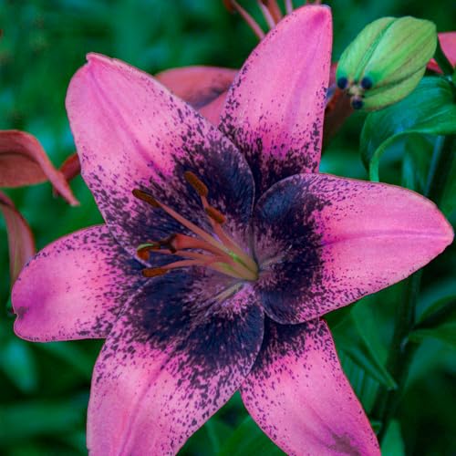 Bulbes de Lys Purple Dream - Lys Bulbes - 10 Bulbes de Fleurs à Planter Exterieur - Plantes Vivaces Exterieur - Rustique - Naturelle Plantes de Hollande (gros bulbes, pas de graines, non artificielle)