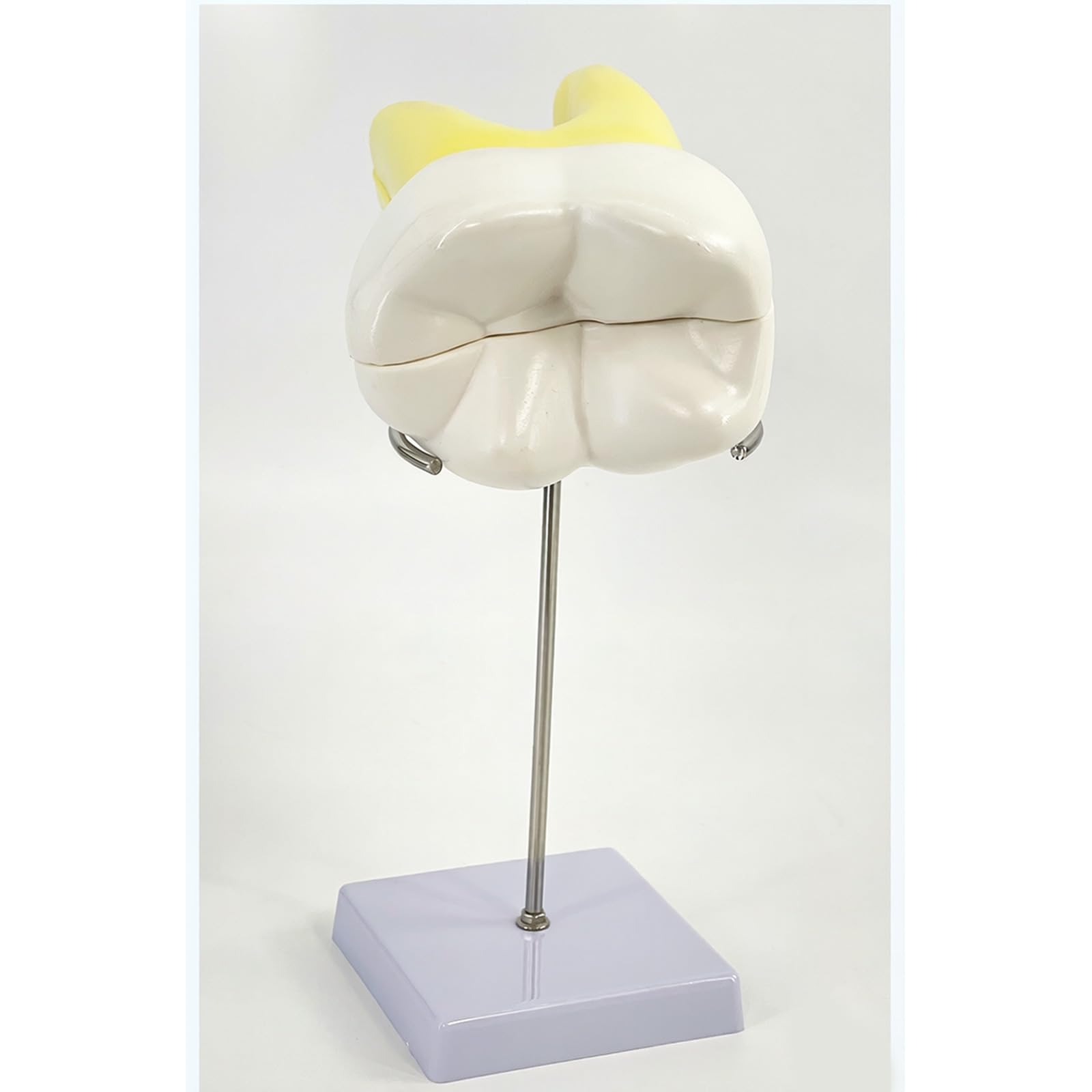 Modelo de enseñanza molar realista modelo de demostración de dientes molares en diseño de base estable para la educación de la escuela de medicina, anatomía humana
