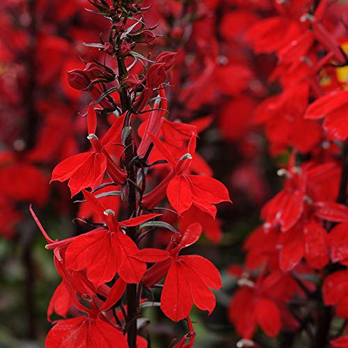 Park Seed Lobelia Starship Scarlet