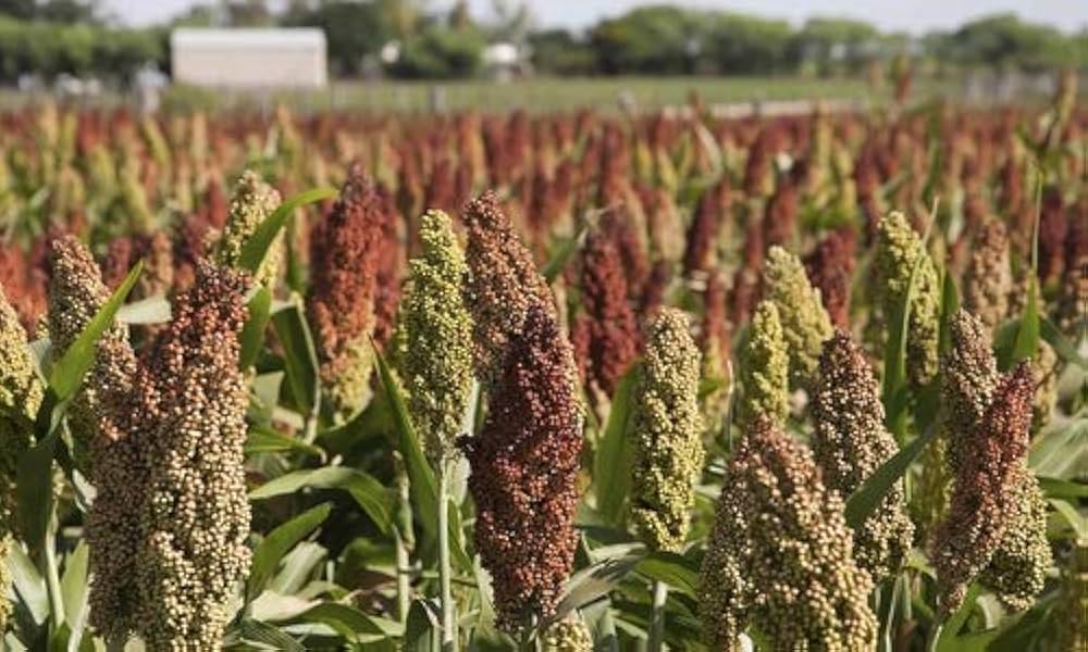 専用　買えません　穀類の種 11534 1000個 4袋セット お試し】【下仁田物産】蒟蒻工房 蒟蒻ゼリー 6個入り ※【いずれ