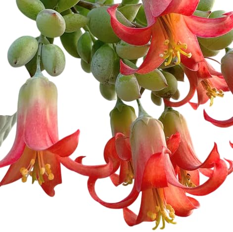 Cotyledon Pendens Succulent Plant Live for Planting, Trailing Succulent Plant