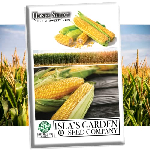 Honey Select Yellow Sweet Corn Seeds For Planting, 50+ Heirloom Seeds Per Packet, (Isla's Garden Seeds), Non Gmo Seeds, Botanical Name: Zea Mays, Great Home Garden Gift #TOP26