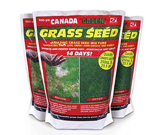 Canada Green 500g Grass Seed - Fast-Growing, Hard-Wearing Lawn Seed - Ideal for Shady Areas, Patch Repair, Reseeding & New Lawns