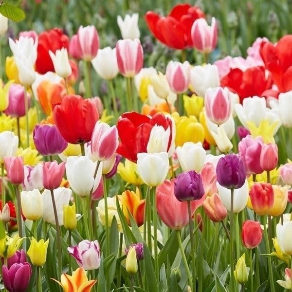 Amazon.co.jp: チューリップ 球根 20連ガチャ 20球 チューリップの球根