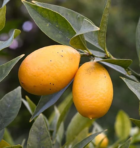 Limequat Tree Live for Planting, Limequat Plant Live in 1 Gallon Pot, Grafted Lime Kumquat Fruit Plant 2 to 3 Feet Tall, No Ship CA Limequat Tree Live for Planting, Limequat Plant Live in 1 Gallon Pot, Grafted Lime Kumquat Fruit Plant 2 to 3 Feet Tall, No Ship CA
