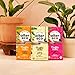 Alter Eco Raspberry Creme Truffle Thins, Chocolate Bar with Gooey Ganache Truffle Filling, Organic, Gluten & Soy-Free, Non-GMO Snacks, No Additives, Recyclable Packaging, Fair Trade (12-Pack Raspberry Creme)
